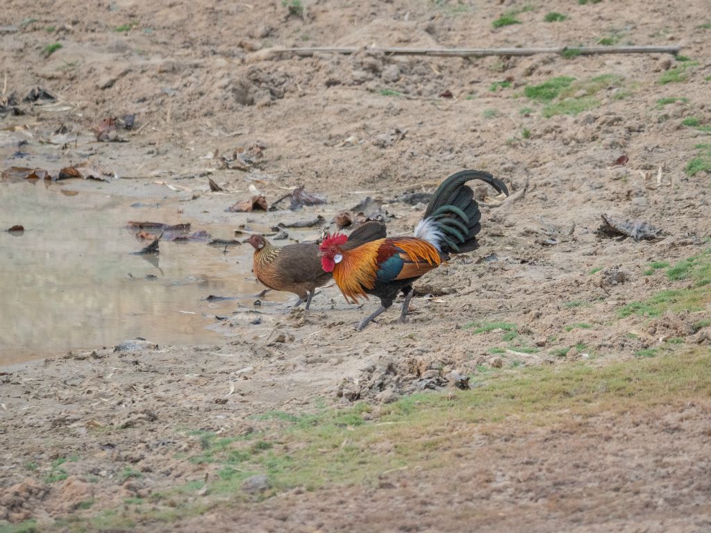 Kanha National Park