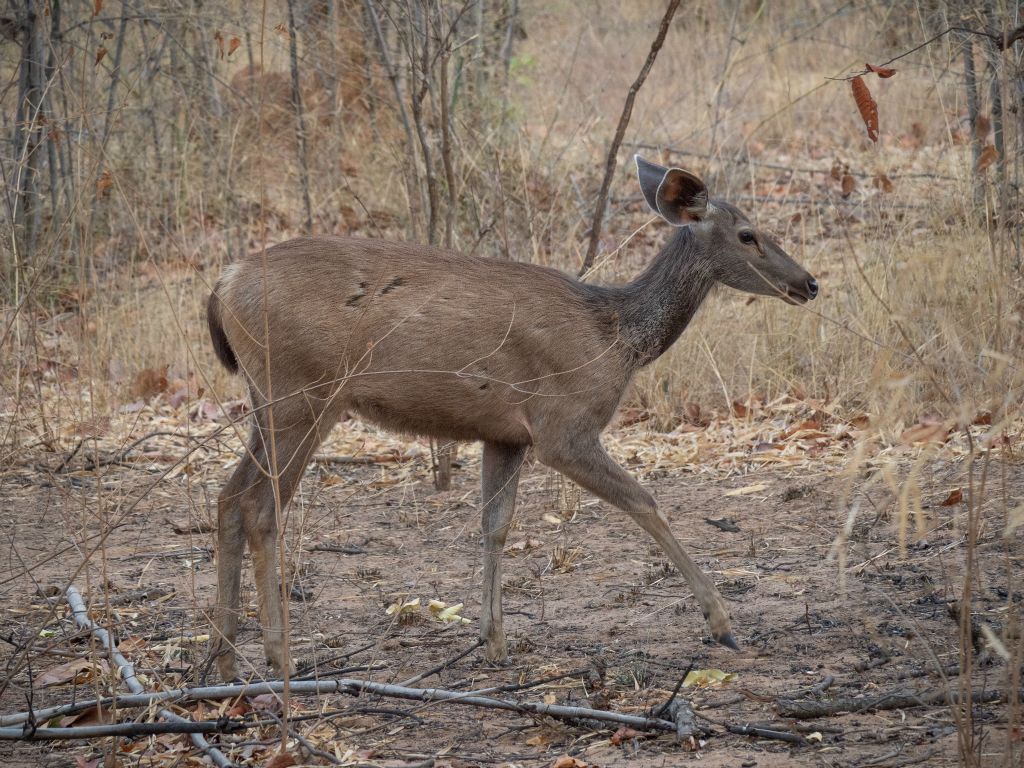 Kanha National Park