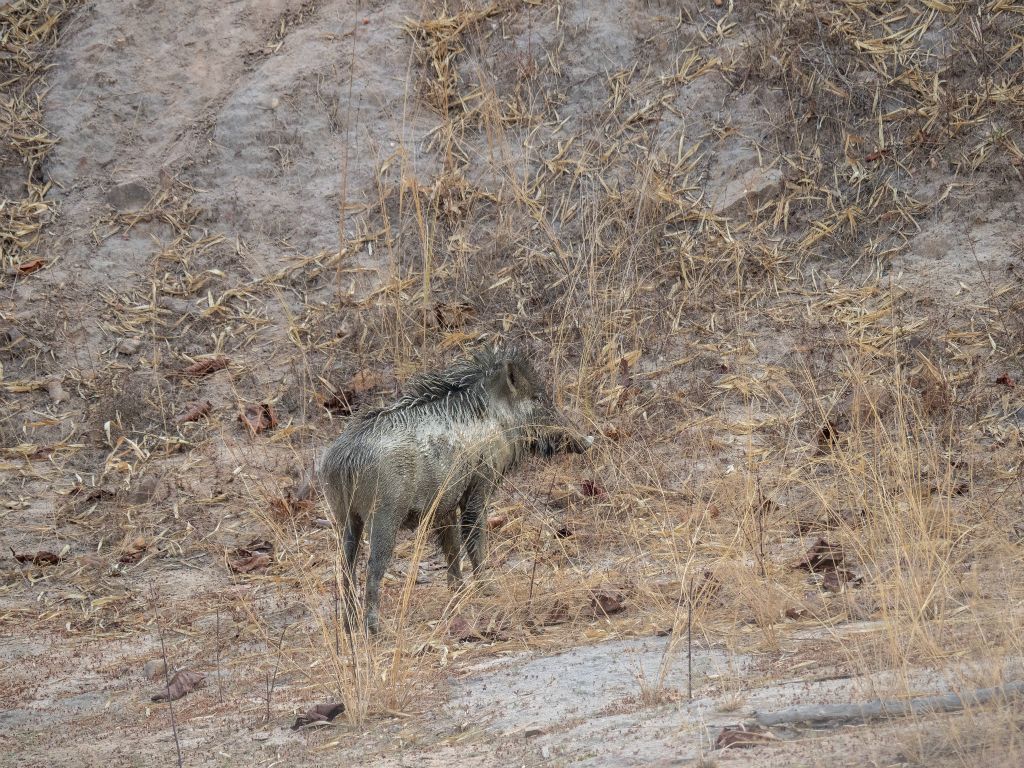 Kanha National Park