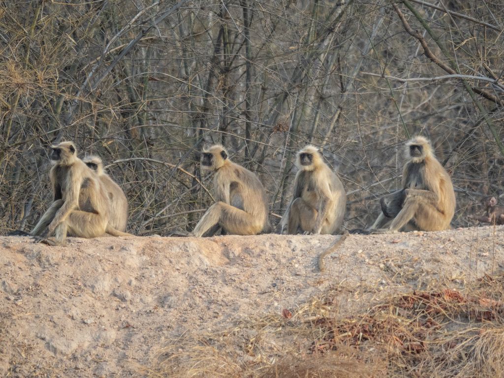 Kanha National Park