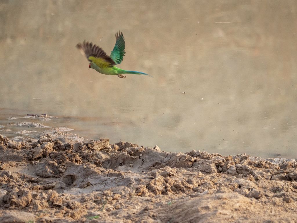 Kanha National Park