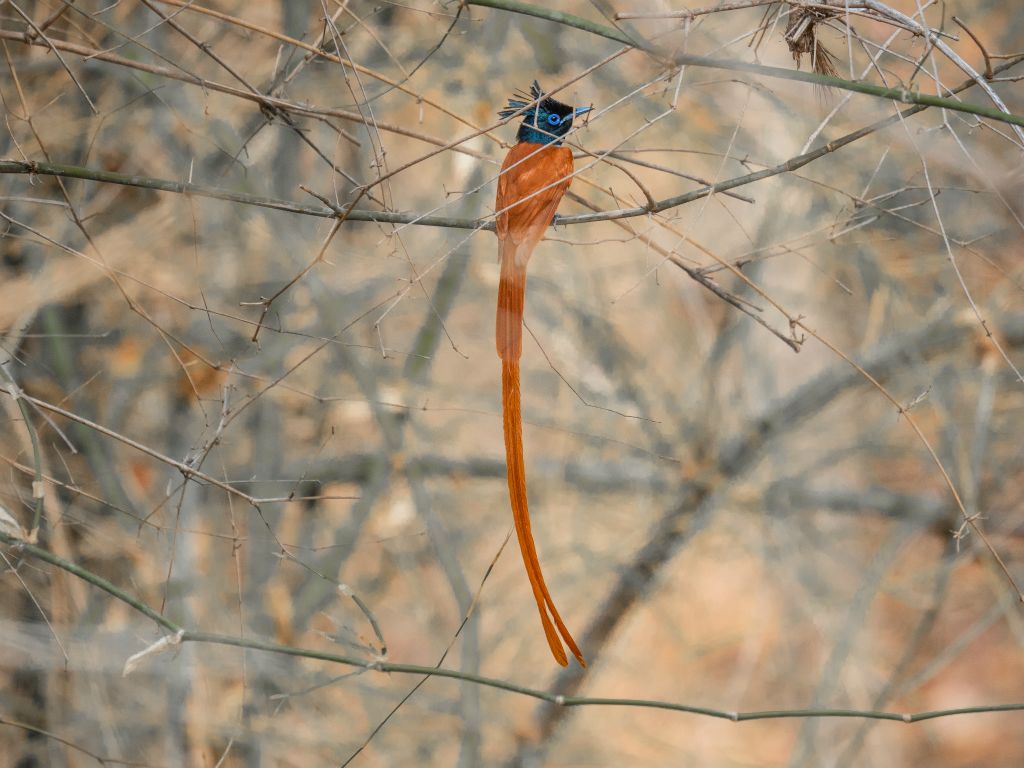 Kanha National Park