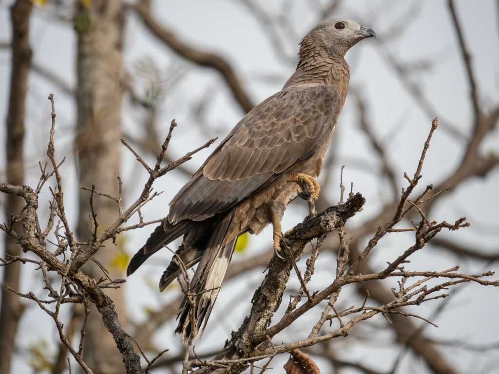 Kanha National Park