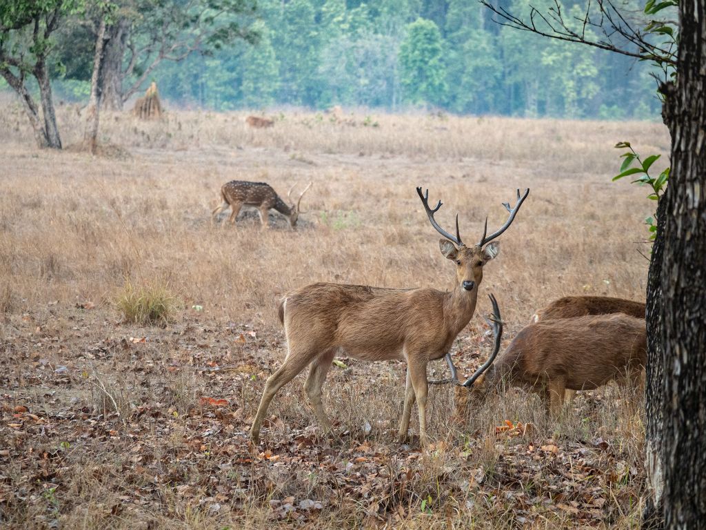 Kanha National Park