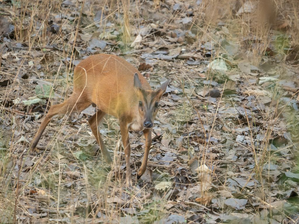 Kanha National Park