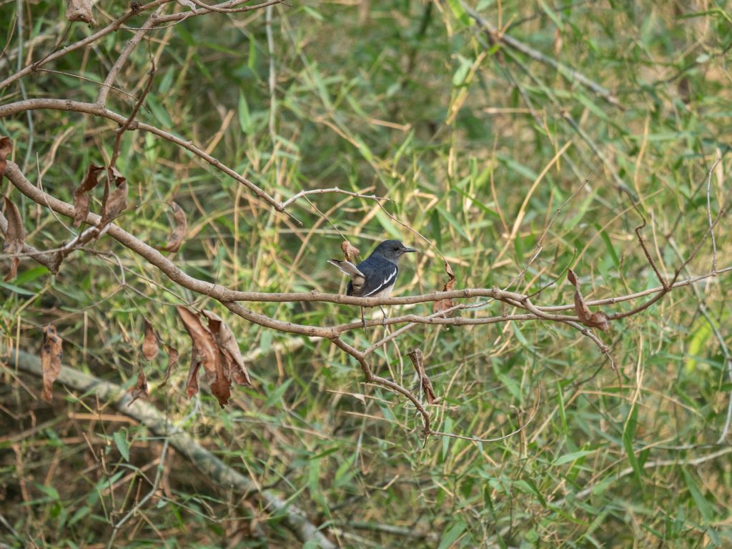 Kanha National Park