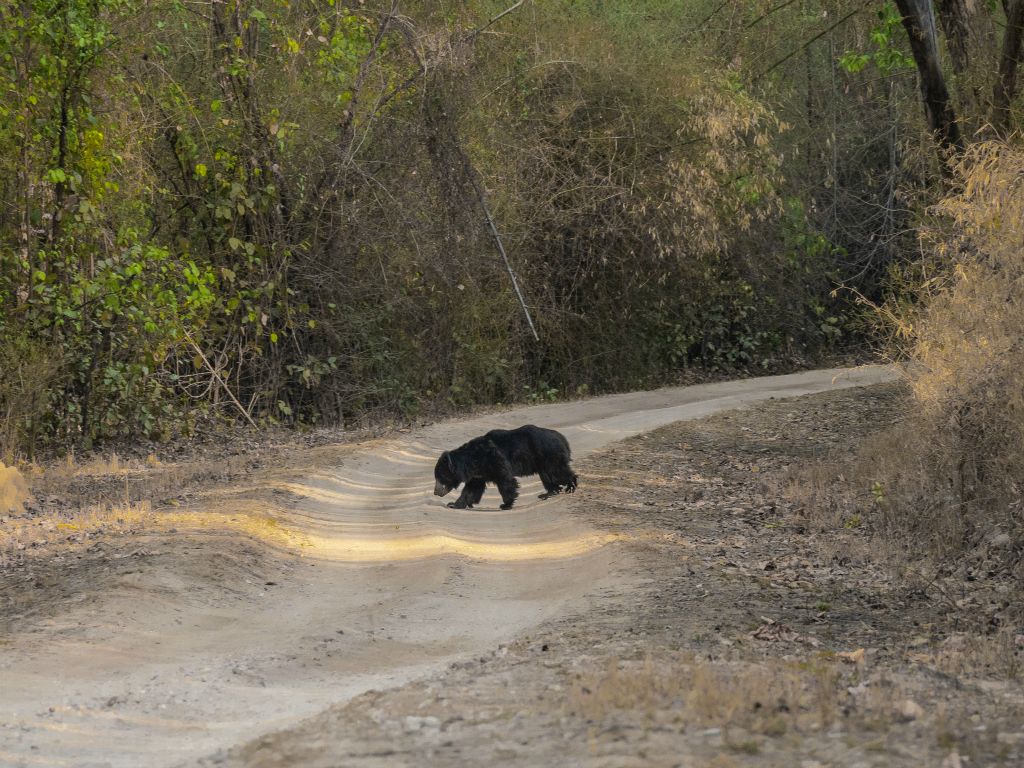 Kanha National Park