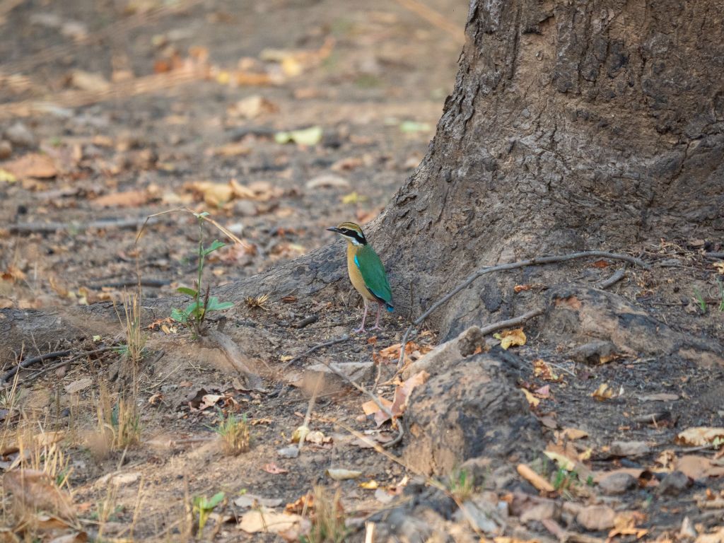 Kanha National Park