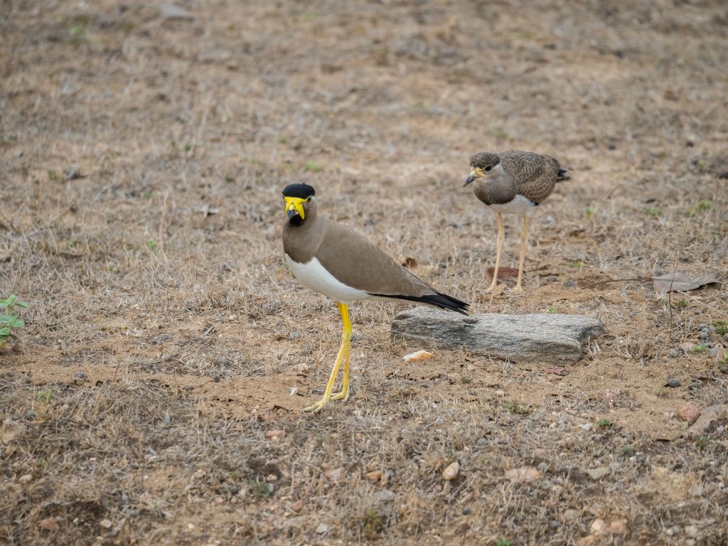 Kanha National Park