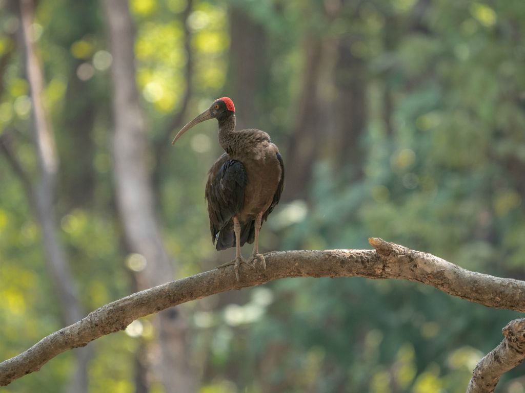 Kanha National Park