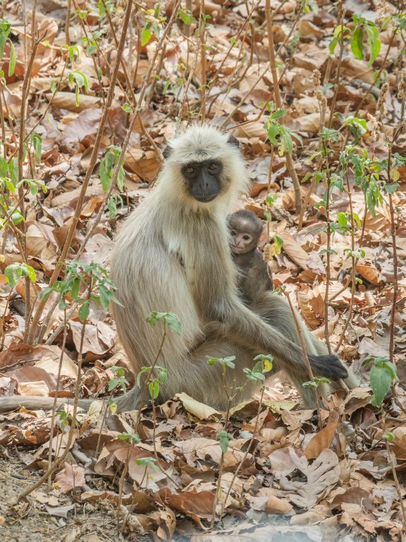 Kanha National Park