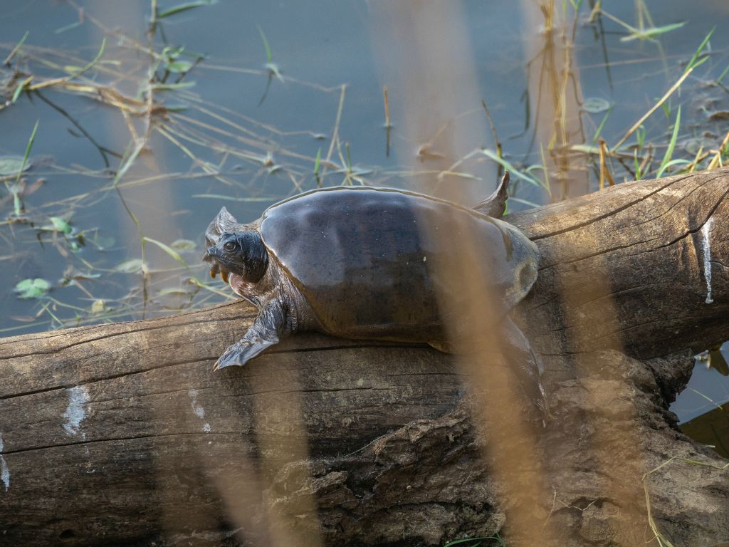 Kanha National Park