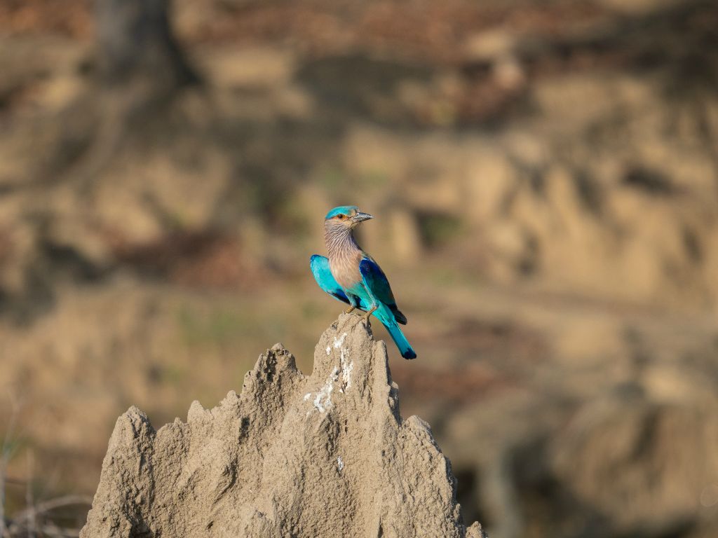 Kanha National Park