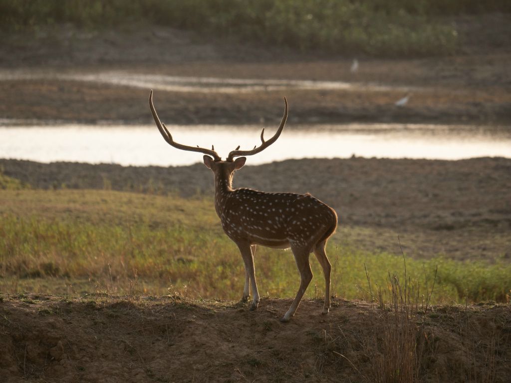 Kanha National Park