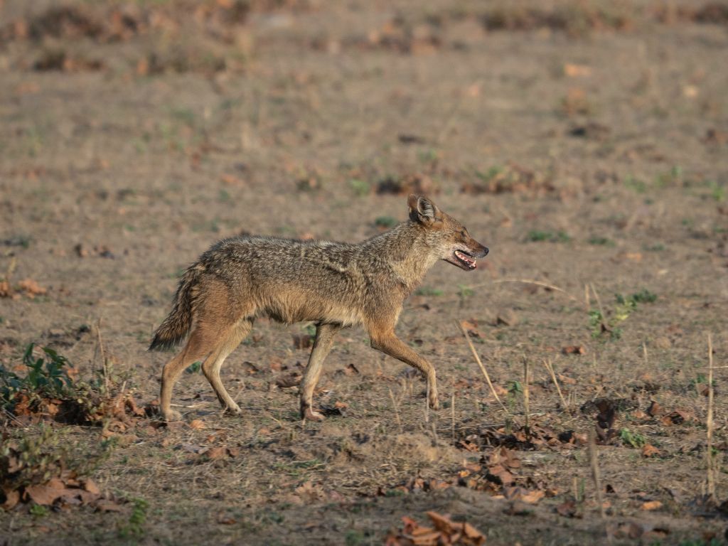 Kanha National Park