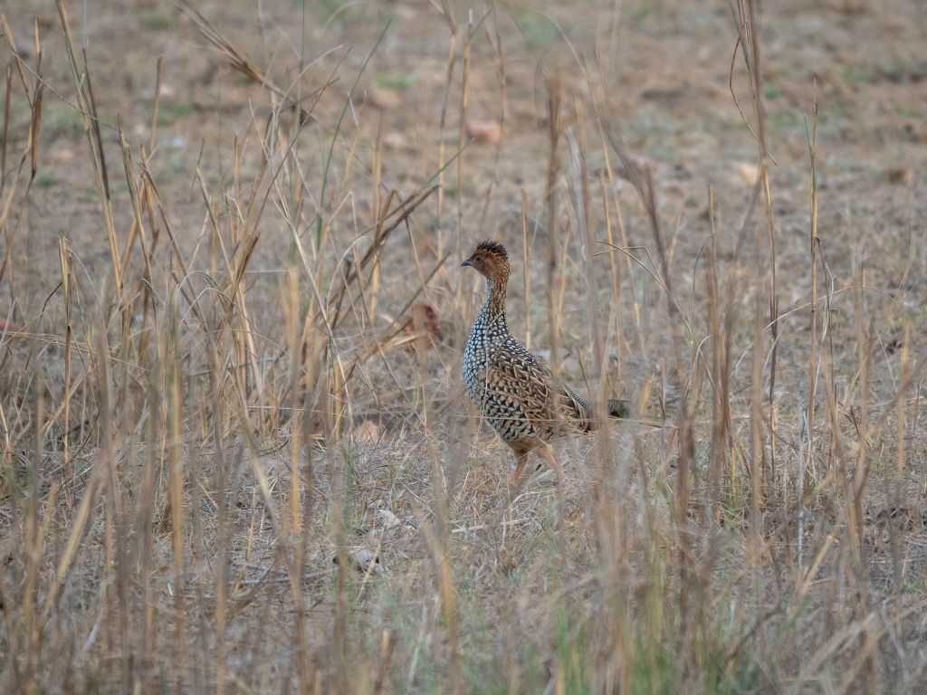 Kanha National Park