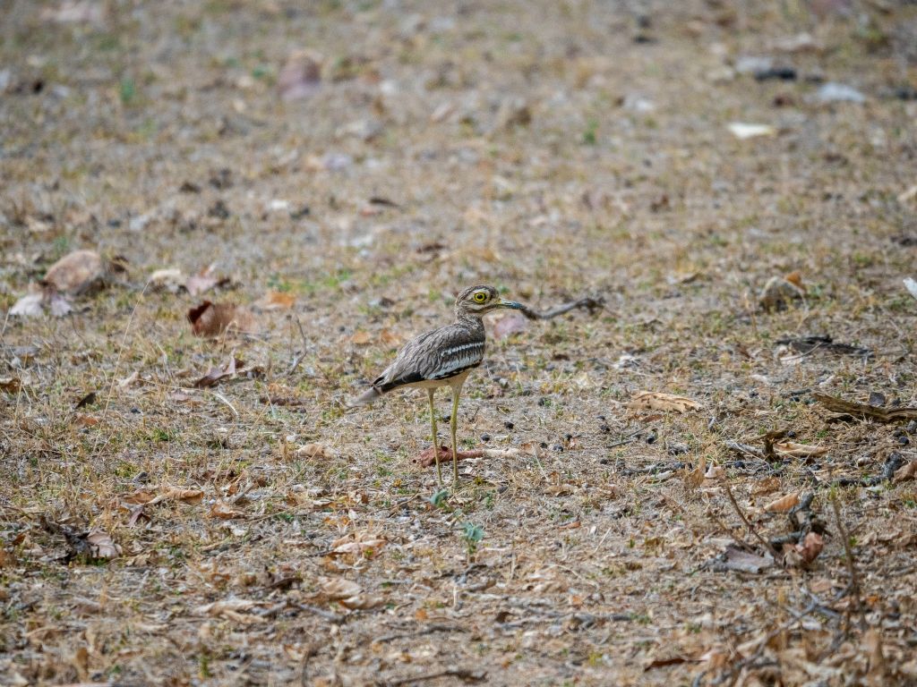 Kanha National Park