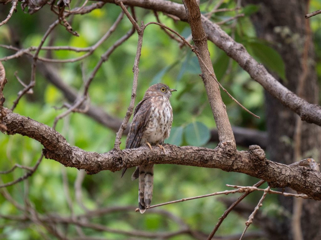 Kanha National Park