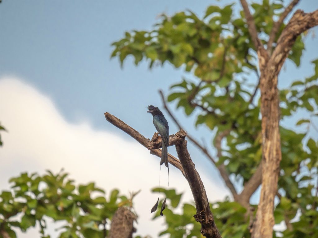 Kanha National Park