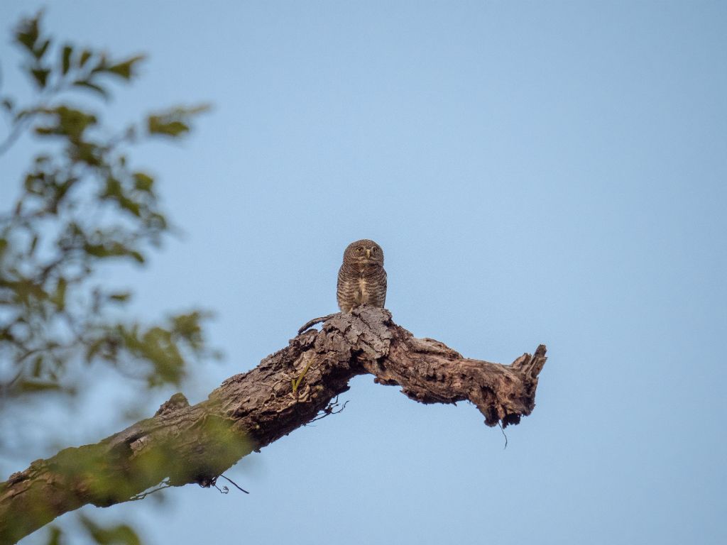 Kanha National Park