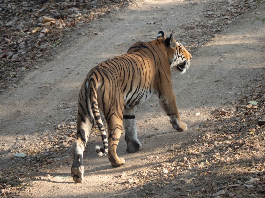 Kanha National Park