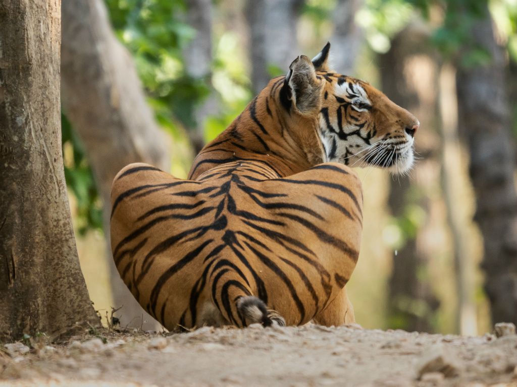 Kanha National Park