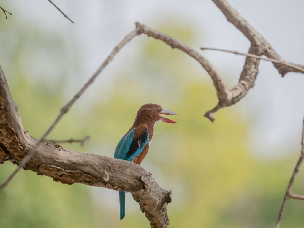 Kanha National Park