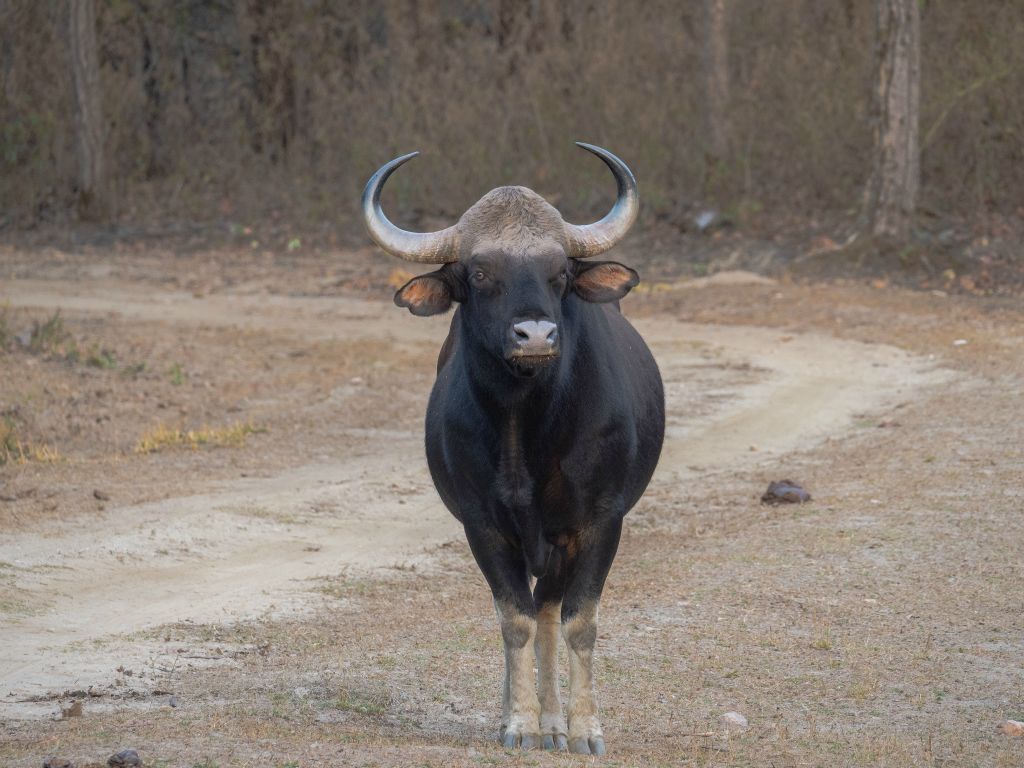 Kanha National Park